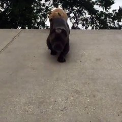 Аварийный спуск на попе. Смешные приколы собаки