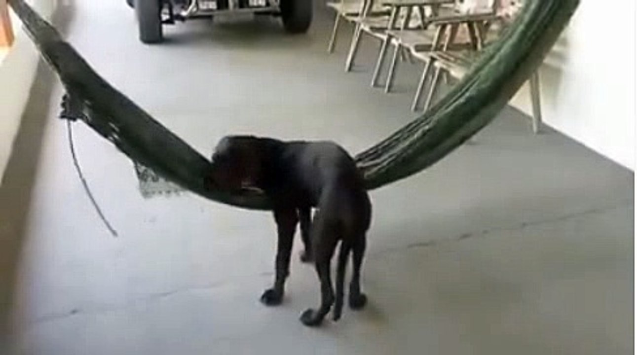 perrito se echa a dormir con estilo