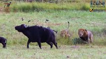 Vea cómo estos leones atacan a un búfalo y a su cría ferozmente