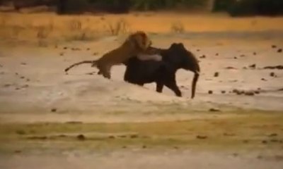 Lions Attack on Elephant  ,Who won this dangerous war?
