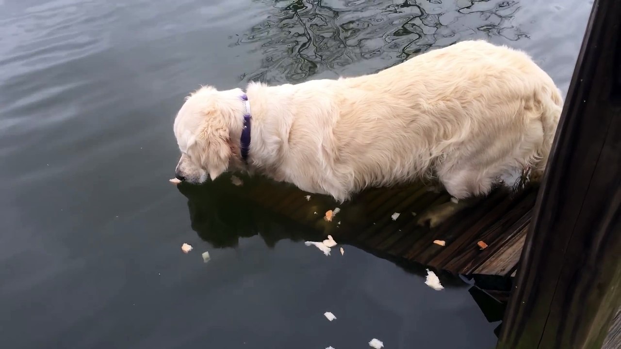 122215 Watch Rani Catch A Fish