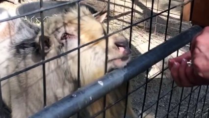 Goat Makes Weirdest Noises