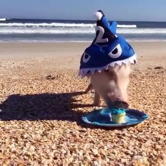 The most adorable shark attack you will ever see!
