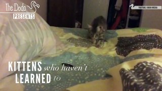 Kittens Who Haven't Learned To 'Cat' Yet