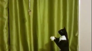 Cat trying to catch something dangling too far away