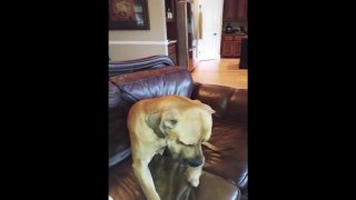 Dog Hides Whole Sandwich in his Mouth