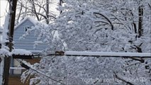 SQUIRREL SNOW REMOVAL SERVICE FOR HIRE...WILL WORK FOR PEANUTS!