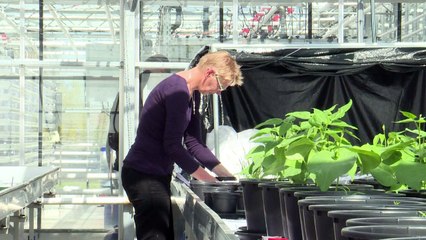 زراعة الطماطم في السطح القاحل لكوكب المريخ قد تصبح حقيقة