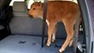 Yellowstone had to euthanize a baby bison after park visitors made a big mistake.