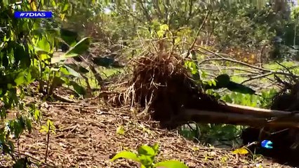 7 Días - Paraíso Herido