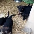 Cute German Shepard puppies