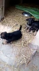 Cute German Shepard puppies