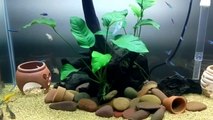 My aquarium Corydoras 24