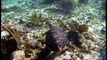 amazing snorkeling - Sea Turtles in Mexico Close up