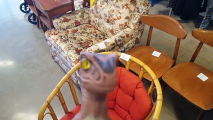 Bob the Raptor - Visits and Reviews - Goodwill - Thrift Store Bargain Hunting