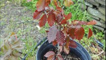 .......Small Copper Beech Trees       Available Near