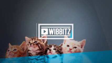 New York could become first state to ban declawing of cats