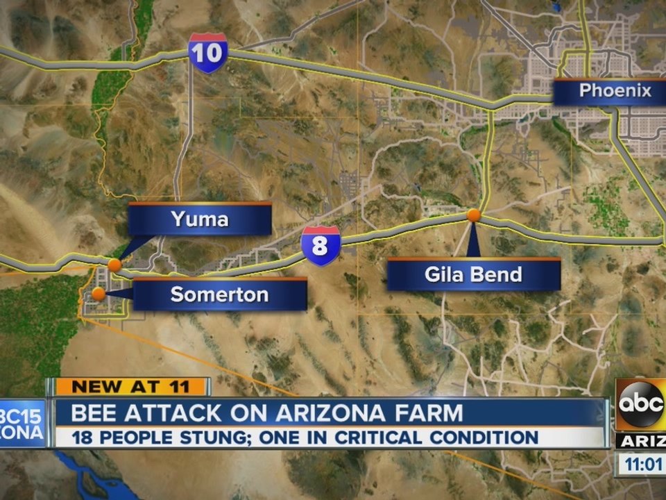 Bee attack on farm near Yuma