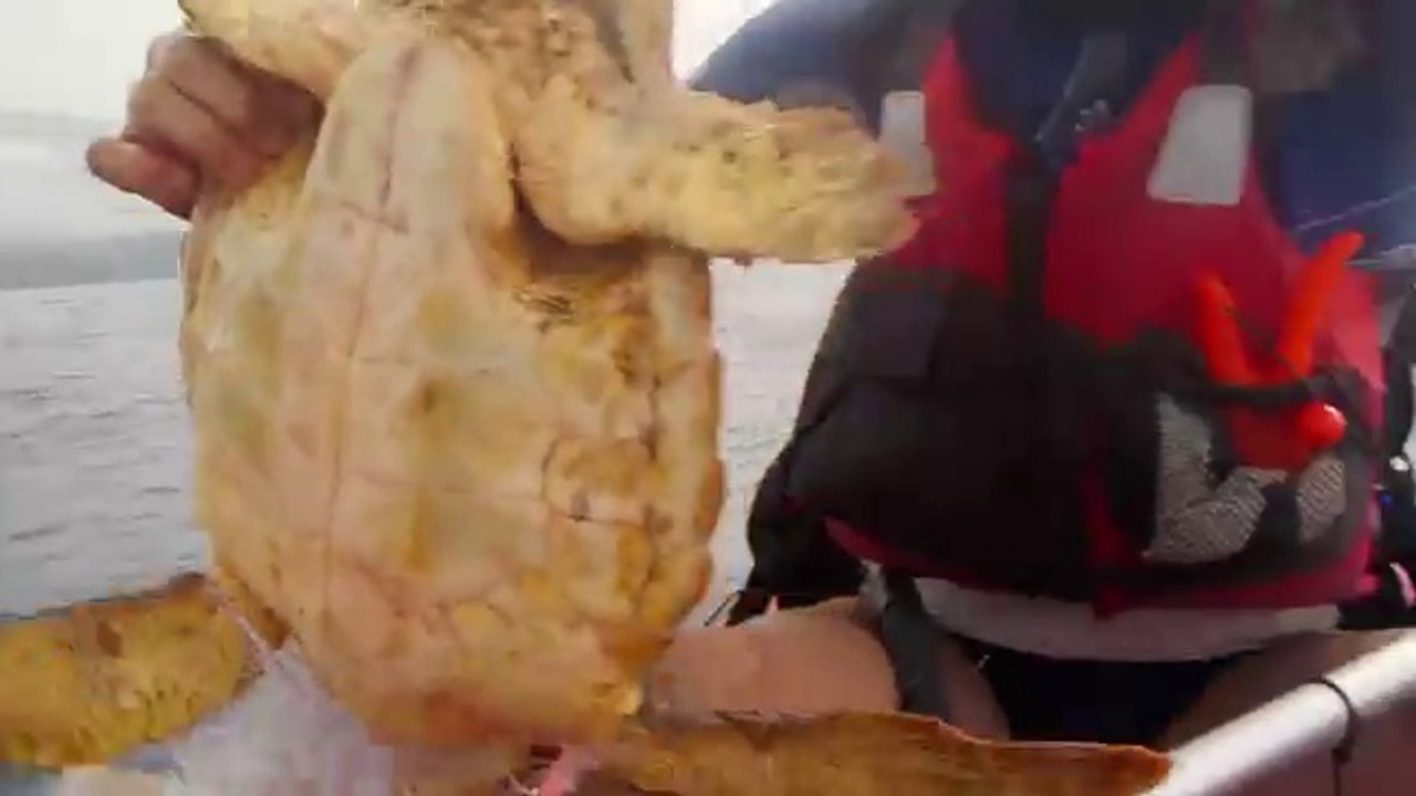 Una Coppia In Kayak Nota "qualcosa" Nell'acqua: Ciò Che Fanno è Da EROI