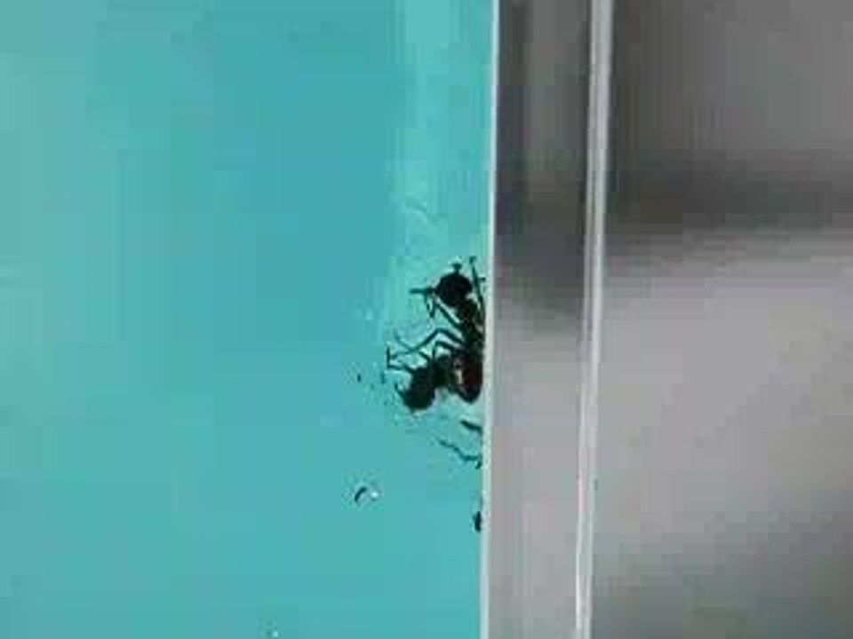 Fourmis vues de face