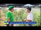 Chuyện nhà nông - Sao thần nông số 22 - Giống cây cà chua ghép trên thây cây cà tím