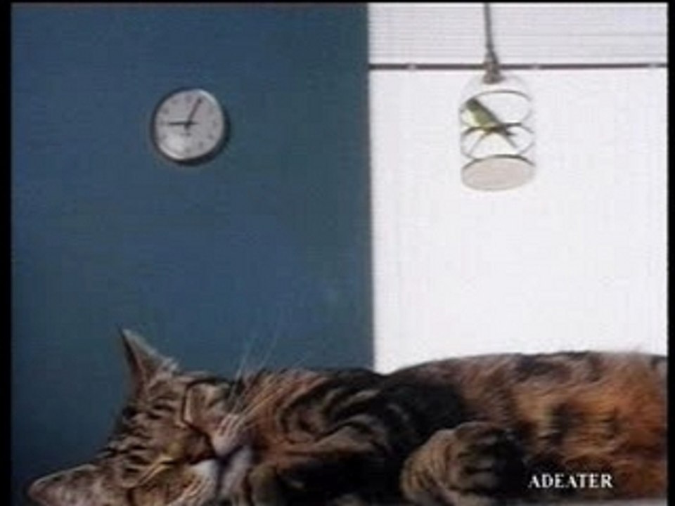 Titi Gros Minet drole