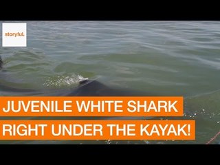 Télécharger la video: Juvenile Great White Shark Slips Under Kayak