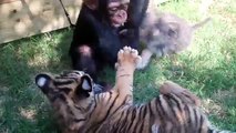 Baby Chimp, Tigers, and Wolf playing