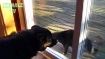 15 Cats And Dogs On Opposite Sides Of A Screen Door Compilation 2016