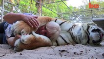 Wow.. Amazing, Florida Woman Keeps Bengal Tigers In Her Garden