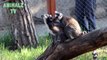 Cute Newborn Ring Tailed Lemur Playing With Parents in Tbilisi Zoo