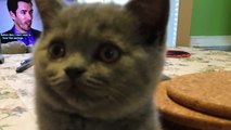 Cute kitten comes to owner! British shorthair kitten Bao's dairy. Funny animal