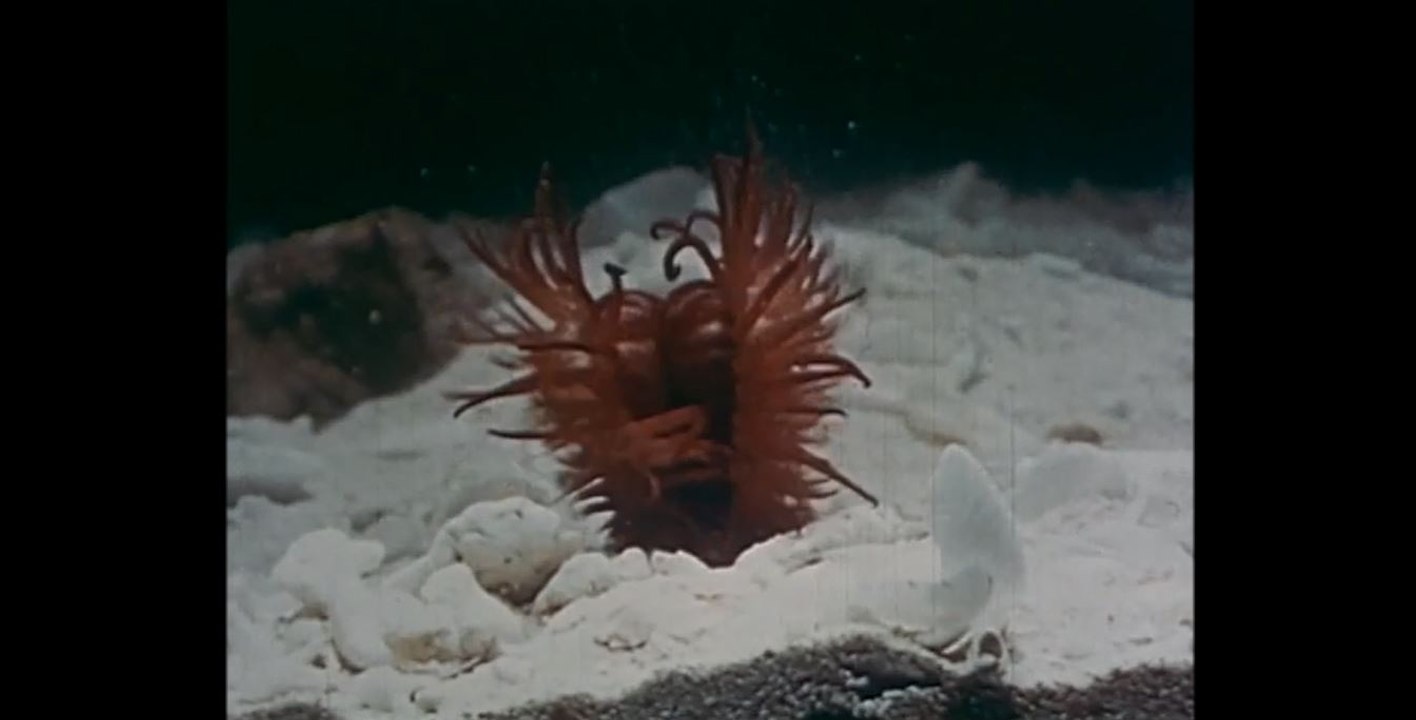 Oceans - Allison Crowe and Band - Heirs + Grievances