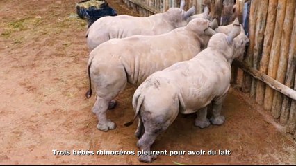 Trois bébés rhinocéros pleurent pour avoir du lait