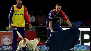 RPS VS DD -  Street Dog run in the field -  MATCH 49 - IPL 2016 -live
