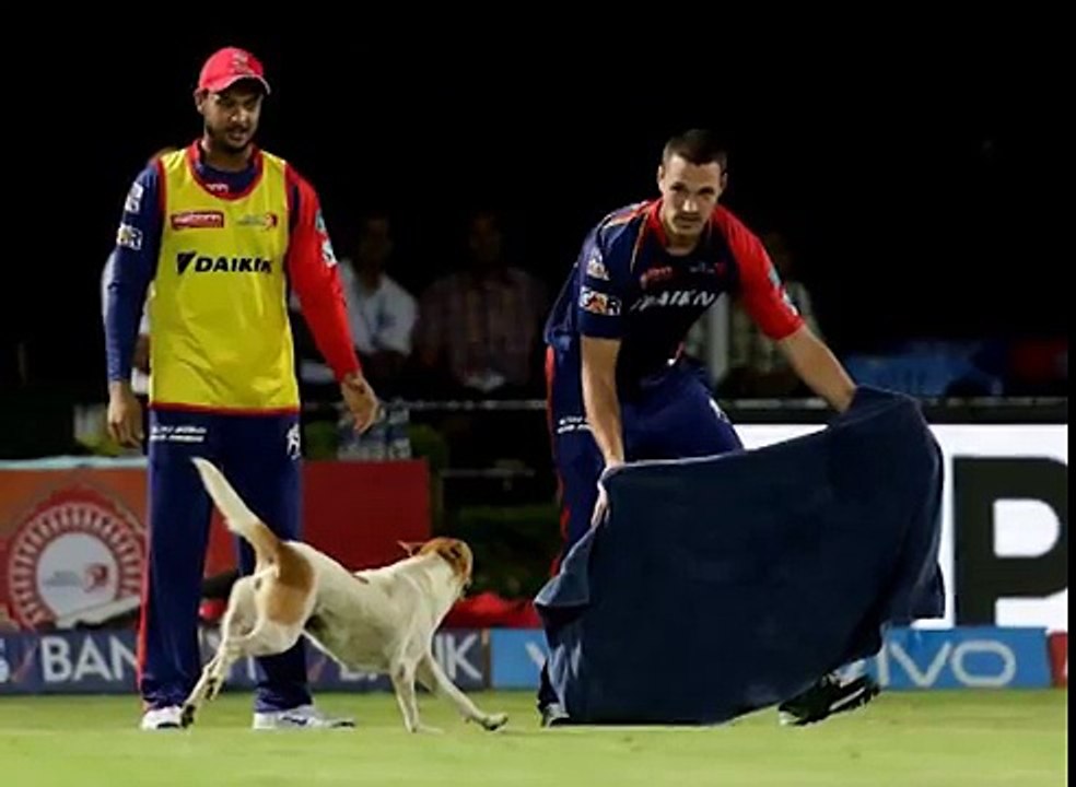 RPS VS DD -  Street Dog run in the field -  MATCH 49 - IPL 2016 -live