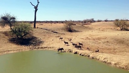 Warthog Stuck Between Wild Dogs and Crocodile
