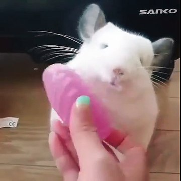 Ce chinchilla blanc adore se faire brosser! Trop chou