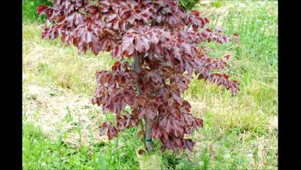 About Small Copper Beech Trees       Available Near     Doylestown Pa   in Bucks County