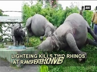 Lighteing kills two rhinos at Ramsai Extension in WB