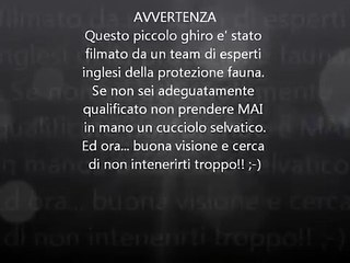 PICCOLO GHIRO CHE DORME.... E RUSSA ;-)