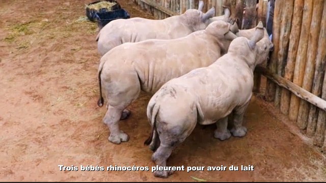 Des pleurs de bébés pour avoir du lait