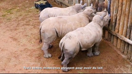 Des pleurs de bébés pour avoir du lait