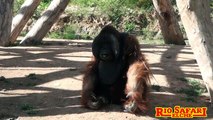Orangután de Borneo y gibones de manos blancas en Río Safari Elche.