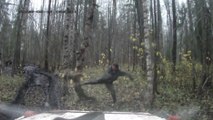 Il abat un arbre à coups de pied et il lui tombe sur la tête !