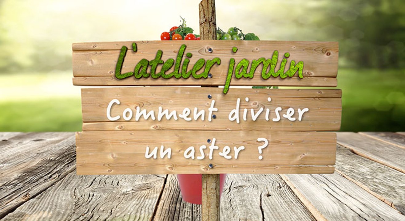 Comment diviser un aster ?