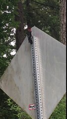 Le pivert le plus stupide de l'histoire