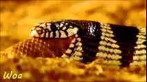 Rắn lớn ăn thịt rắn nhỏ - Loài động vật máu lạnh
