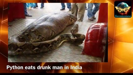 Giant Anaconda Eats Alive Man In India