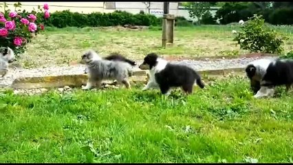 Rough Collie Puppies  Delfluvia 15-05-2016